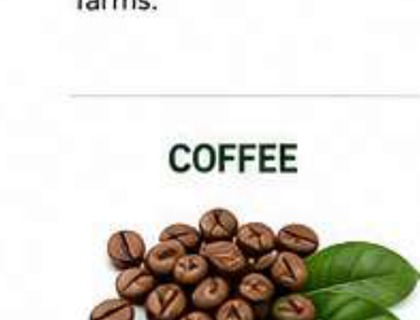 Coffee image from company profile PDF