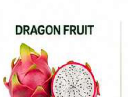 Dragon Fruit image from company profile PDF