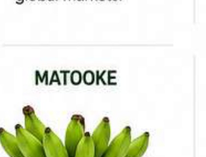 Matooke image from company profile PDF