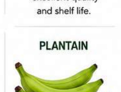 Plantain image from company profile PDF