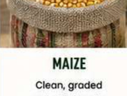 Maize image from company profile PDF