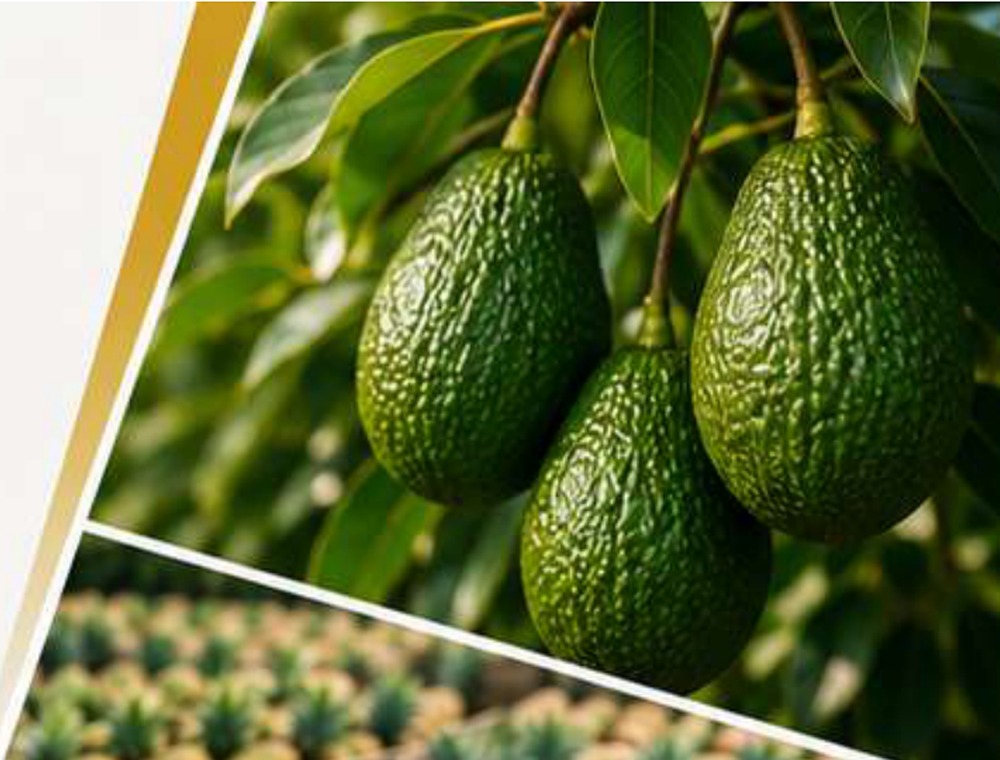 Rhylo avocado produce image from company profile PDF